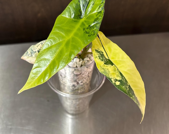 Alocasia Simpo Aurea * Variegated * USA Exact Plant
