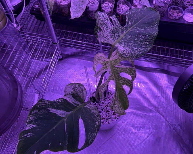 DEVIL MONSTER * USA Exact Plant * Variegated Monstera