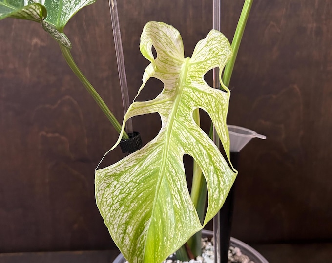 DEVIL MONSTER   * Variegated * USA Exact Plant - Ultra Rare Unicorn