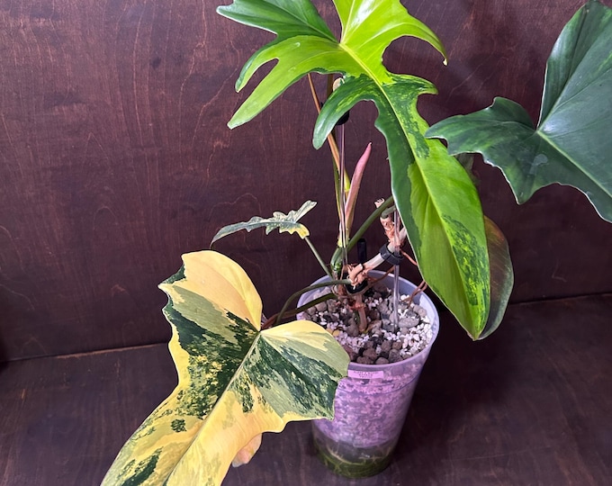 MOTHER PLANT - Narrow Form - FloBe X Mayoi - Philodendron Hybrid - Variegated * USA Exact Plant