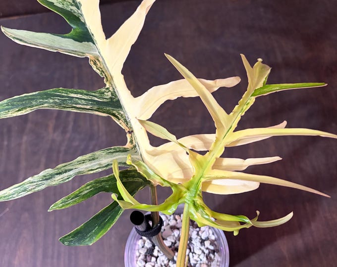 Philo Hybrid {Tortum X (FloBe X Mayoi, Narrow) * Variegated Philodendron * USA * Pick Your Plant !