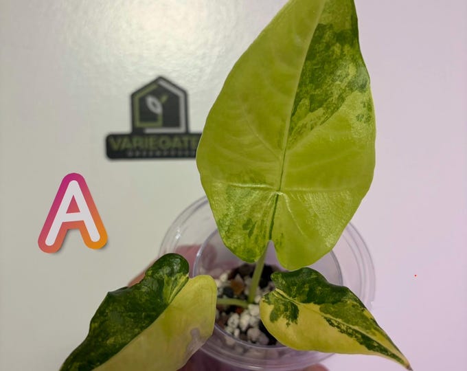 Alocasia CHEWIE ~ HyBRiD (Chienlii “Antoro Velvet” X Alba) Aurea Variegated - FUZZY STEMS - Mother Plant shown in photos