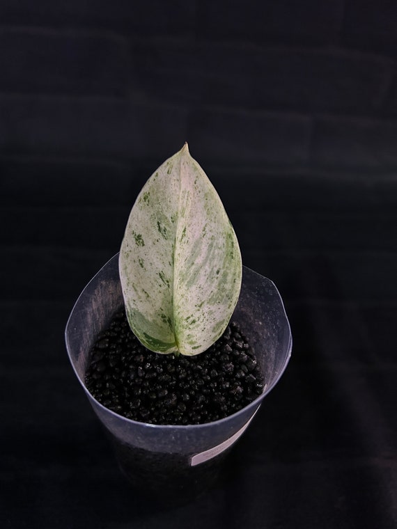 Scindapsus Treubii Moonlight Marble Variegated - USA ExAcT PLaNT - Rare US Plants