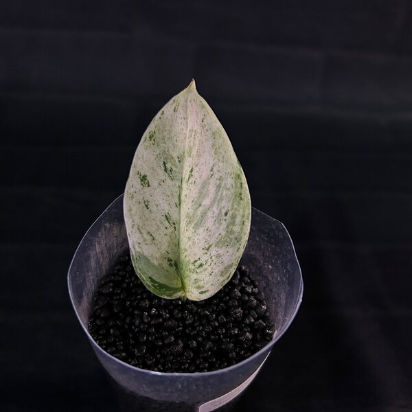 Scindapsus Treubii Moonlight Marble Variegated - USA ExAcT PLaNT - Rare US Plants