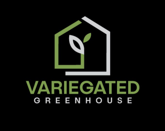 Philodendron Panduriforme Variegated * USA * Pick Your Plant