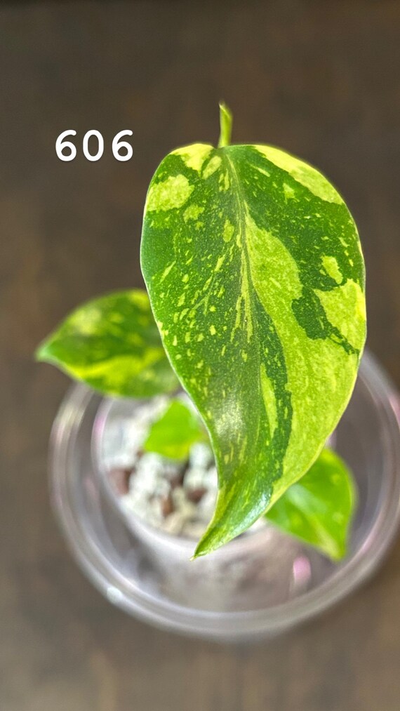 Monstera ELECTROLIGHT Electrolyte Electrolite Variegated * USA