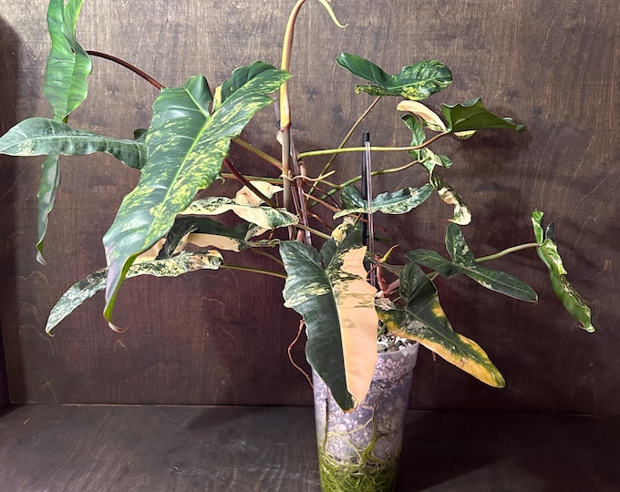 XL MOTHER PLaNT - Philo Jennifer - (FloBe X Billi) - Philodendron Hybrid - Variegated * USA Exact Plant