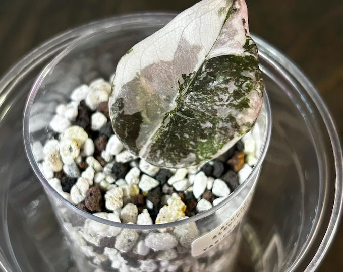 Alocasia Cuprea PINK (Albo Pink Sectoral) Variegated * USA Pick Your Plant