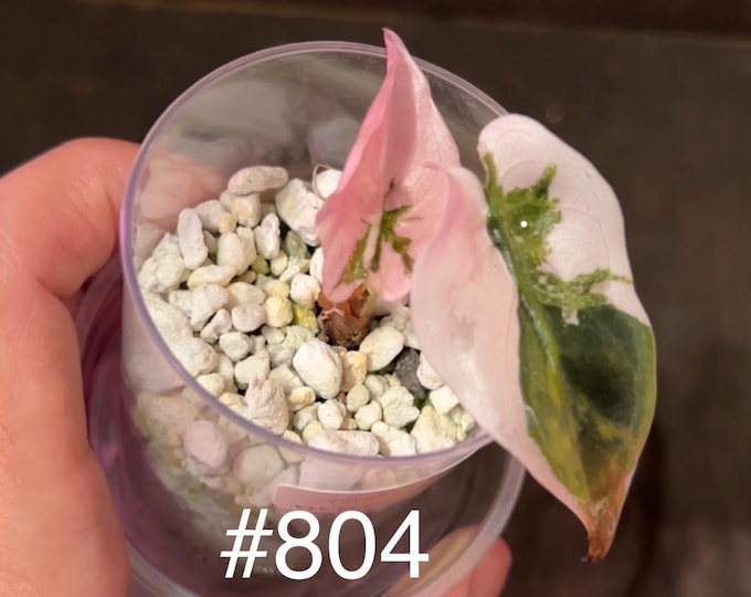 Alocasia Cuprea PINK (Albo Pink Sectoral) Variegated * USA Pick Your Plant