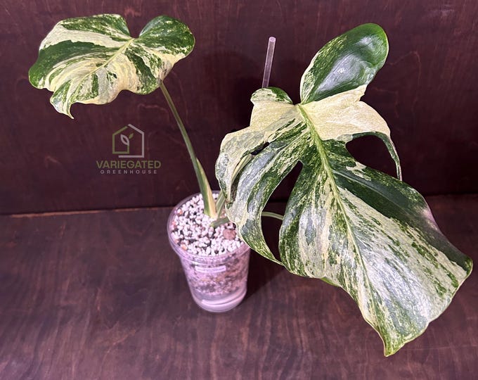 Monstera OCEAN MINT / Ocean / Oceana  * Variegated * USA Exact Plant