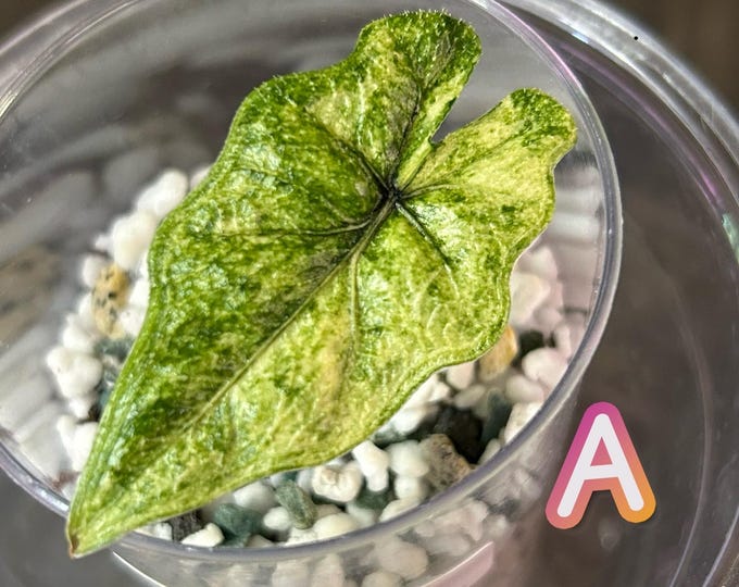 Alocasia Jacklyn Mystic Variegated * USA Pick Your Plant