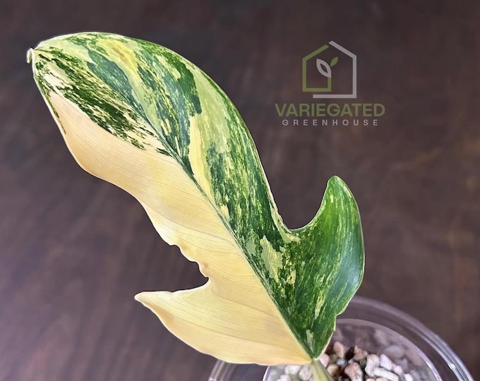 Philodendron Panduriforme Variegated * USA * Pick Your Plant