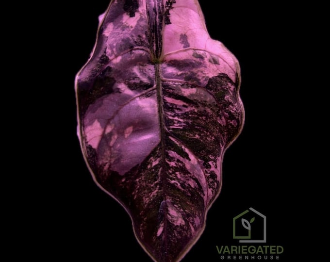 Alocasia AZLANII PINK Variegated * USA Pick Your Plant