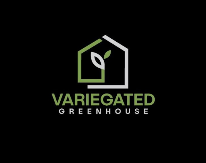 Philodendron TORTUM Variegated * USA Pick Your Plant