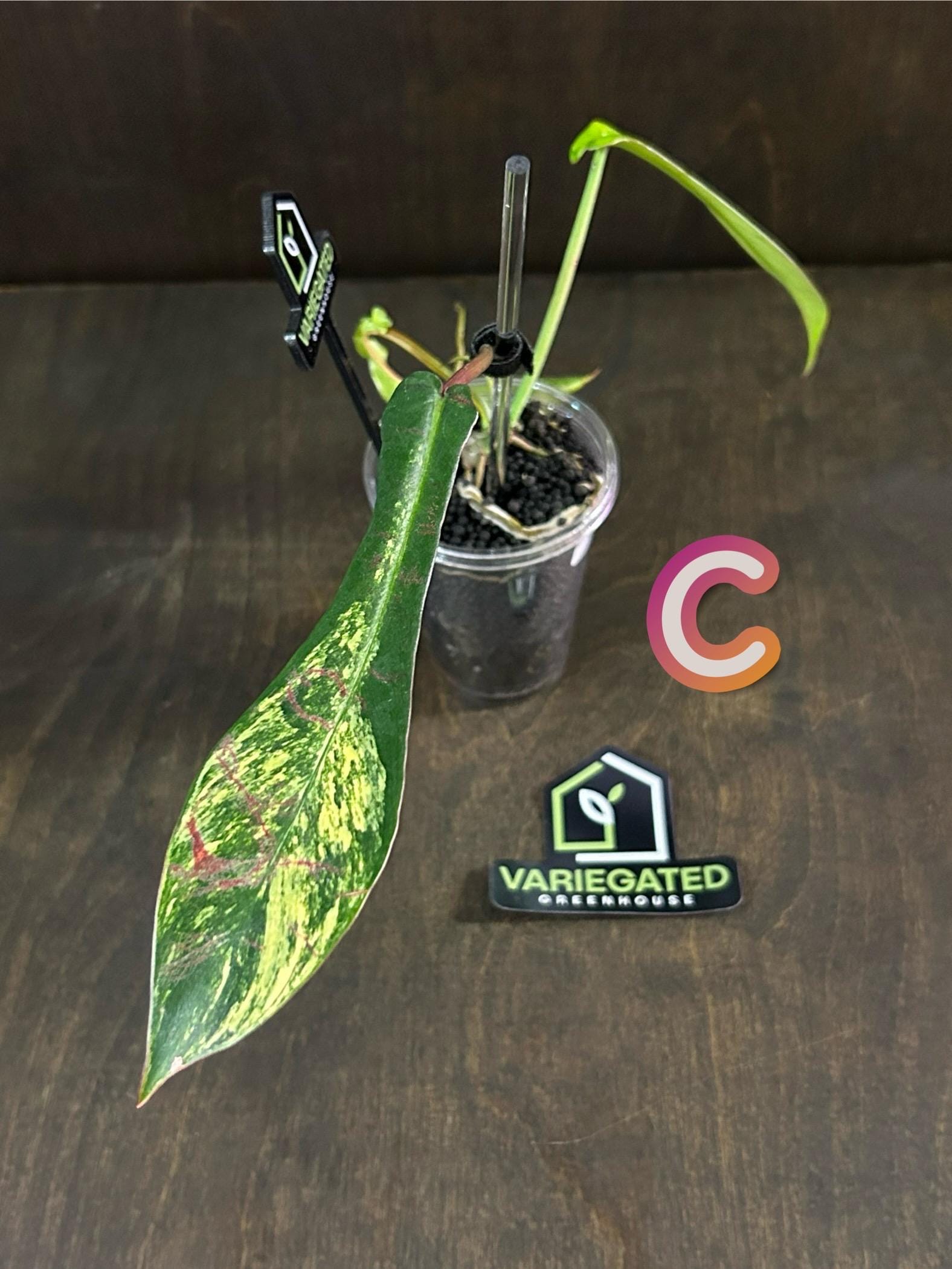 Philodendron Joepii Variegated * USA Pick Your Plant