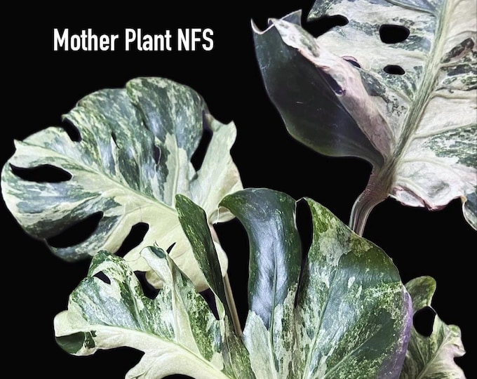 Monstera OCEAN WHITE  * Variegated * USA Pick Your Plant - Ultra Rare Unicorn