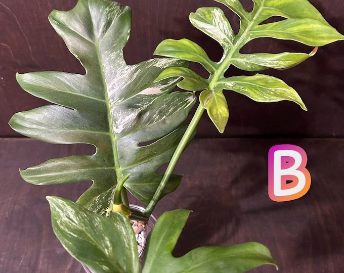 Philodendron DISTANTILOBUM Albo Variegated * USA Pick Your Plant