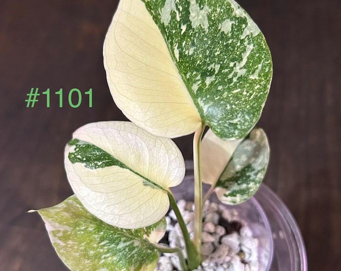 Monstera Cream Cheese Variegated * USA * Pick Your Plant !