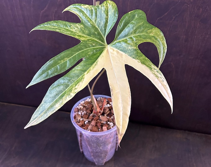 Anthurium Pedatoradiatum Variegated * USA Pick Your Plant