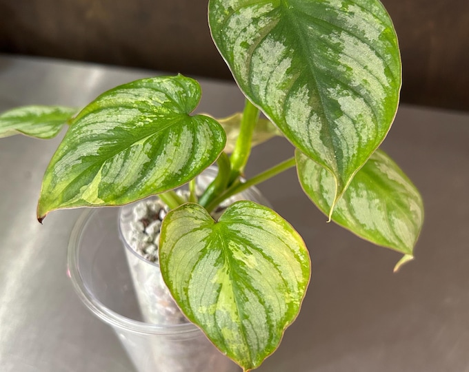 Philodendron Mamei Variegated * USA Pick Your Plant