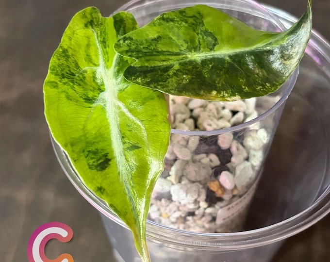 Alocasia VENOM AUREA Variegated * USA Pick Your Plant *