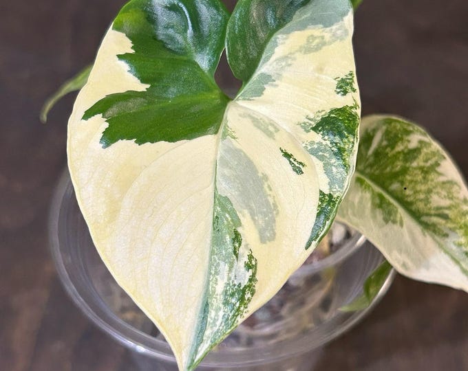 Philodendron Goeldii Variegated * Thaumatophyllum Spruceanum Variegated * USA Pick Your Plant