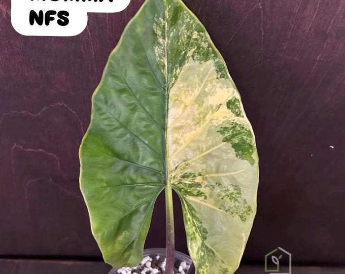 Alocasia sp. Halabala Forest FUZZY Aurea Variegated * USA Pick Your Plant