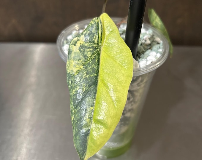 Alocasia Heterophylla METALIC BLUE Variegated * USA Pick Your Plant