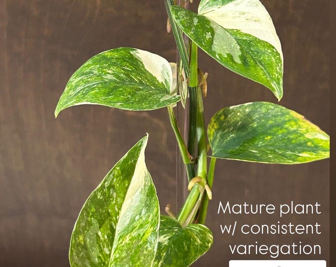 Epipremnum Colorado Constellation * Variegated * USA Exact Plant