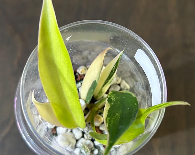 Philodendron Hybrid - Florida Beauty X Tortum Variegated * USA Exact Plant