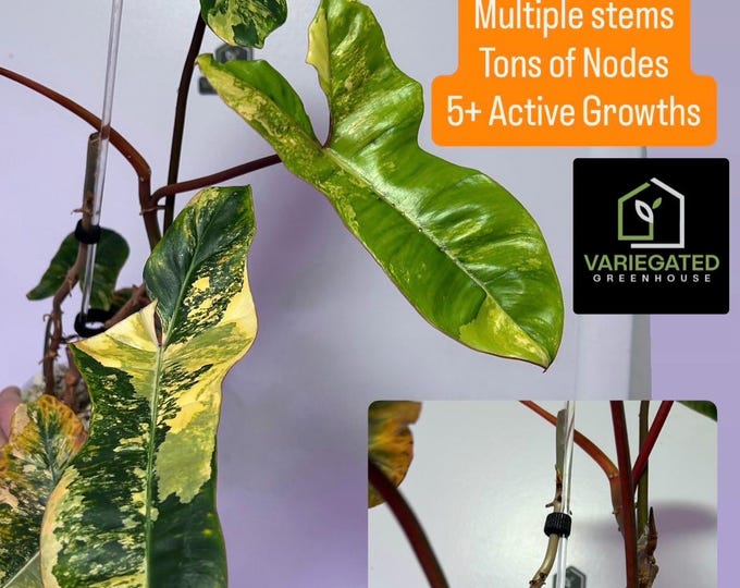 MOTHER PLaNT - Philo Jennifer - (FloBe X Billi) - Philodendron Hybrid - Variegated * USA Exact Plant