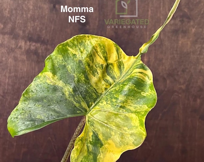 Alocasia Stingray Aurea Variegated * USA Pick Your Plant