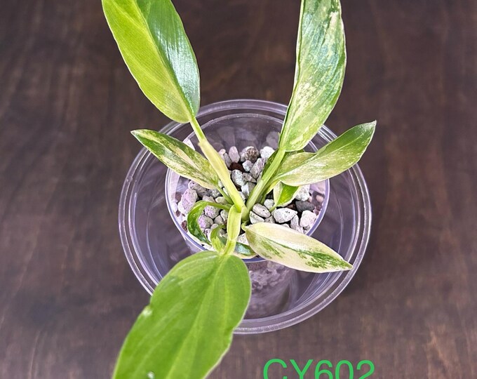 Philodendron Pinnatifidum Olympiad Aurea Variegated * USA Pick Your Plant