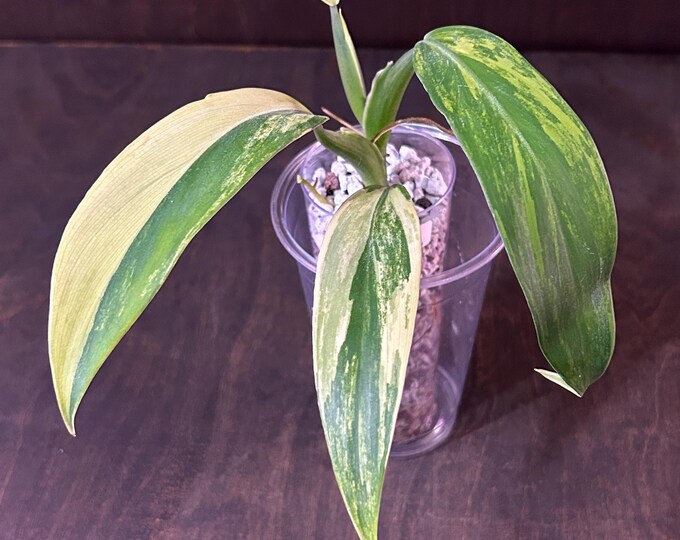 Philodendron PANDURIFORME Variegated * USA Exact Plant