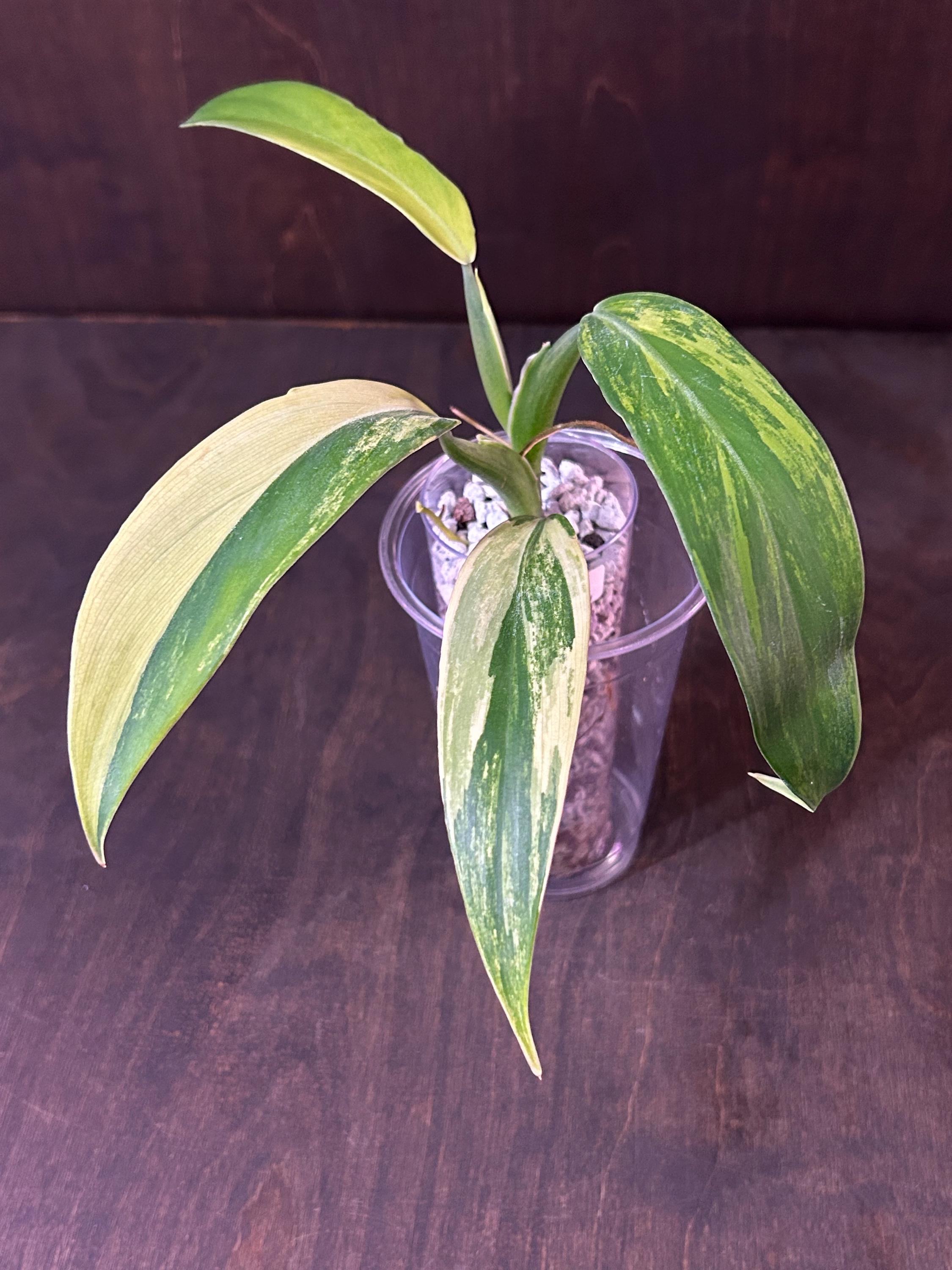 Philodendron PANDURIFORME Variegated * USA Exact Plant