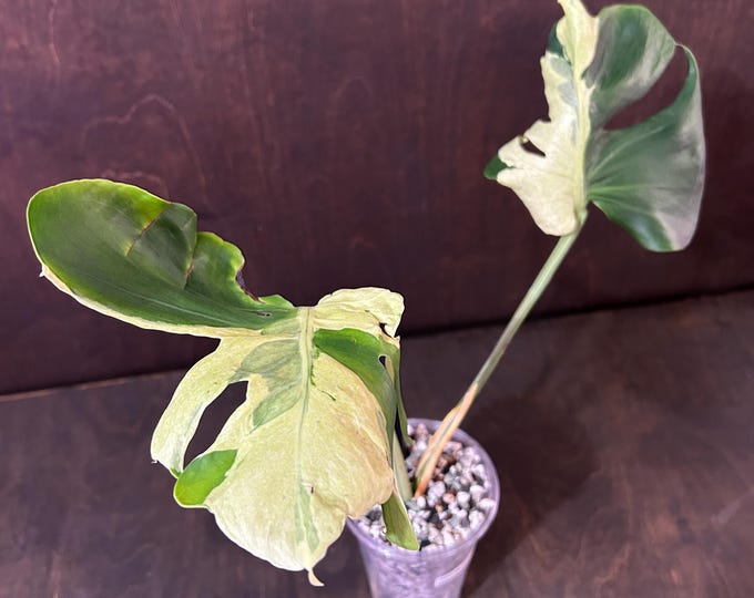 OCEAN LAVA Monstera * Variegated * USA Pick Your Plant - Ultra Rare Unicorn