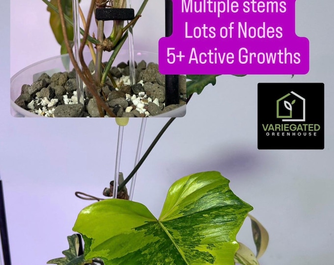 MOTHER PLANT - Narrow Form - FloBe X Mayoi - Philodendron Hybrid - Variegated * USA Exact Plant