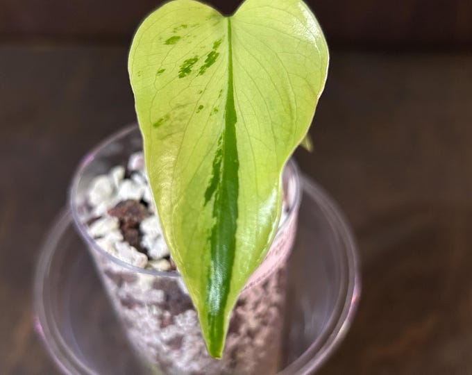 Monstera Light Lime * Variegated * USA Exact Plant *