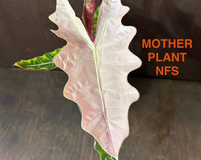 Alocasia Psuedo Sanderiana PINK Variegated * Corm Grown * USA Pick Your Plant