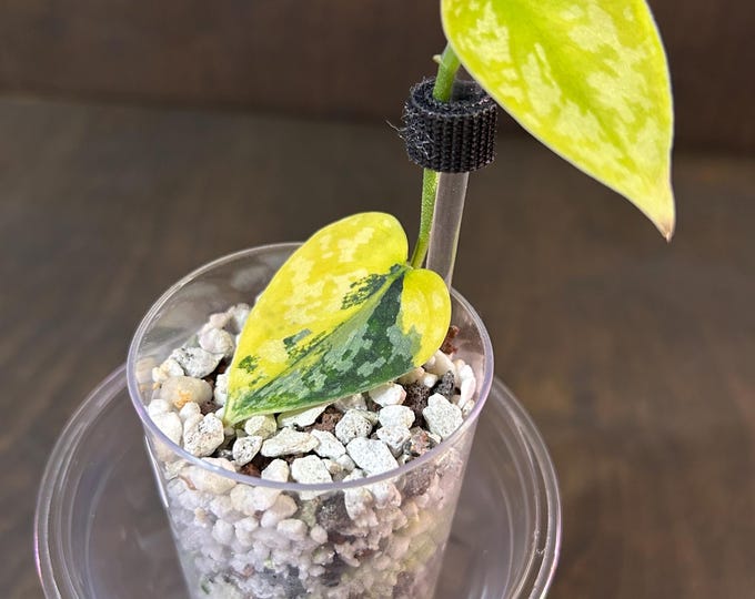 Scindapsus Lakambini * Highly Variegated * USA Exact Plant