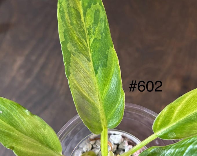 Philodendron Pinnatifidum Olympiad Aurea Variegated * USA Pick Your Plant