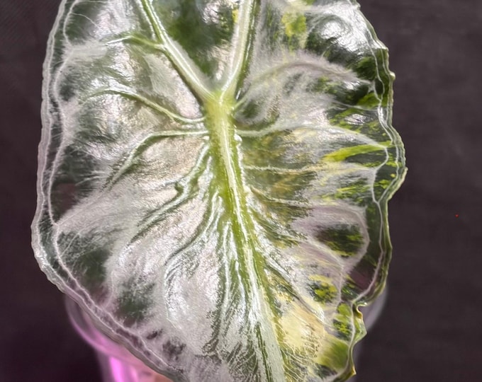 Alocasia VENOM AUREA Variegated * USA Pick Your Plant *