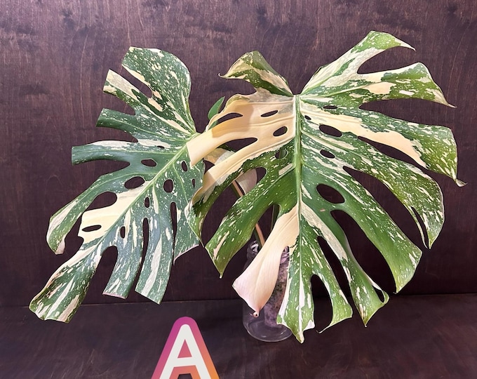 Monstera Creme Brulee Variegated * USA * Pick Your Plant