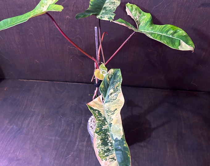 MOTHER PLaNT - Philo Jennifer - (FloBe X Billi) - Philodendron Hybrid - Variegated * USA Exact Plant