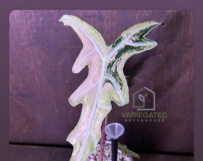 XL MOTHER Alocasia Nobilis Pink Thai Variegated * USA Exact Plant