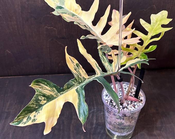 Philodendron F1 !! CrAzY HYbRiD {(FloBe X Mayoi) X (Mayoi X Billi)} * Variegated * USA Pick Your Plant! - Ultra Super Rare Unicorn