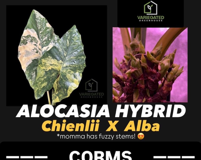 USA CORMS - Alocasia HYBRID (Chienlii “Antoro Velvet” X Alba) Aurea -  Variegated Mother Plant (shown in photos)