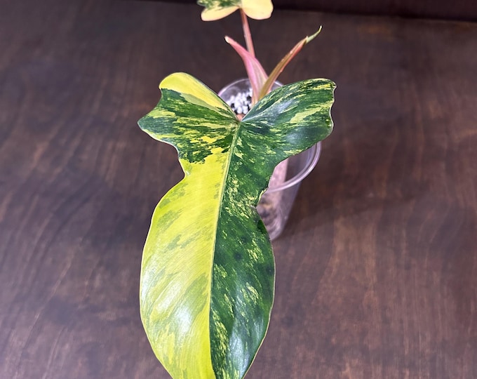 Philodendron HYBRID : Mayoi X Florida Beauty * Variegated * USA Exact Plant