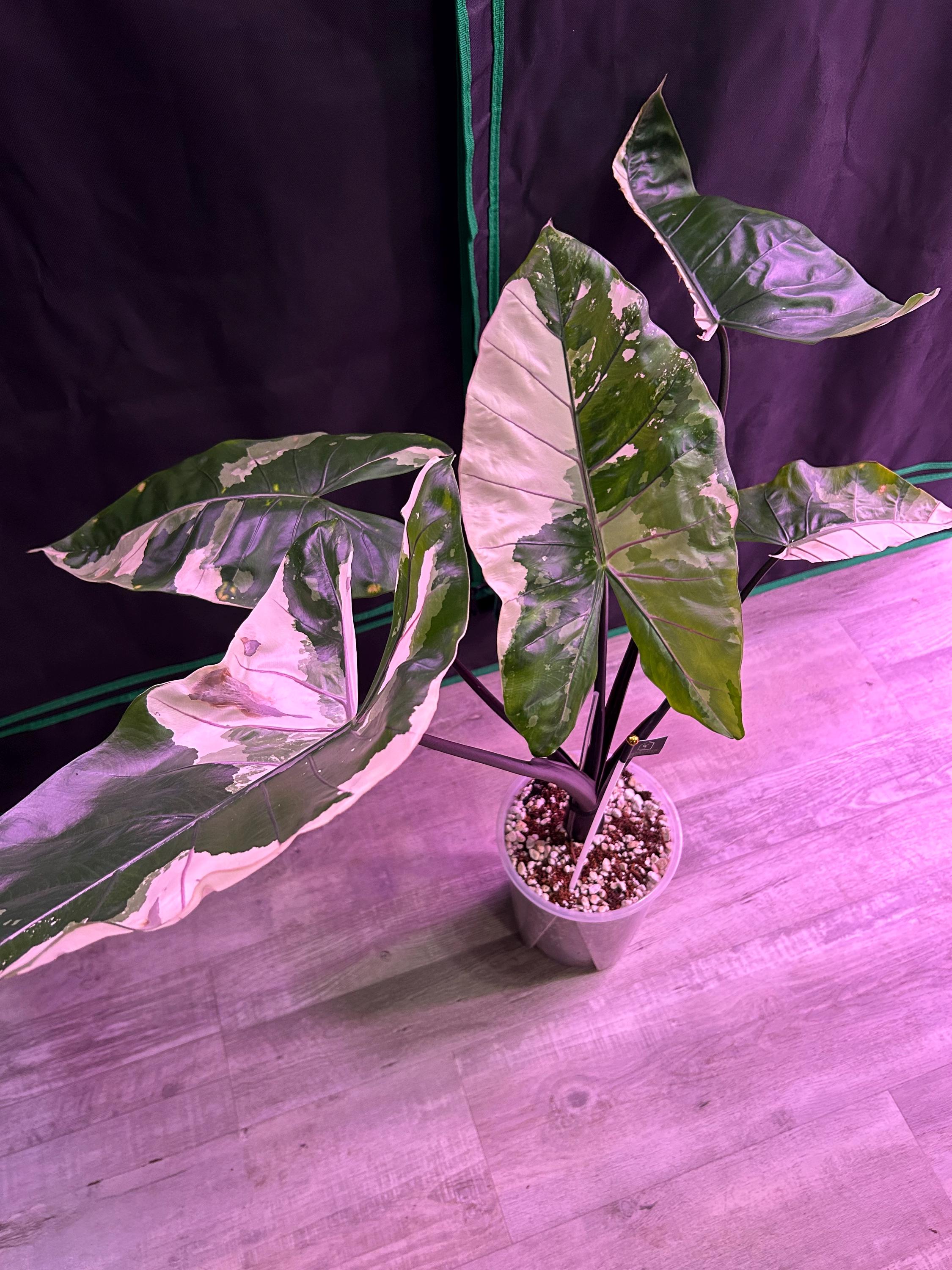希少 alocasia macrorrhiza black stem variegated アロカシア