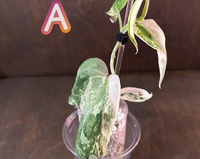 Scindapsus Bahorok * Variegated * USA Pick Your Plant